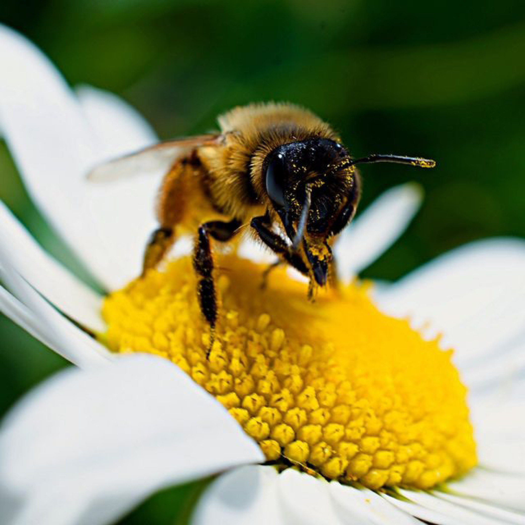 Secrets d'abeilles ! Venez découvrir le monde de l'apiculture à l'écomusée de Plouigneau